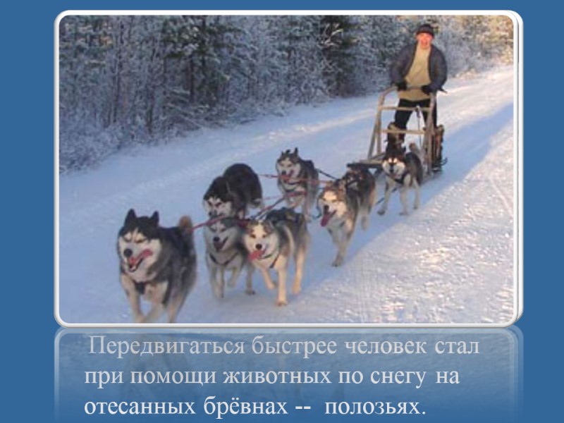 Передвигаться быстрее человек стал при помощи животных по снегу на отесанных брёвнах -- 